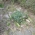 2004 - rydder lidt op i haven og fælder træ
